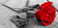 Alliance of Divine Love Red Rose
