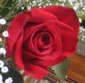 Red rose photo from healing quotes from Rev Dr. Nancy's collection